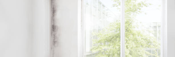 Environmental Consulting for Mold Prevention in Pike Creek Valley, DE