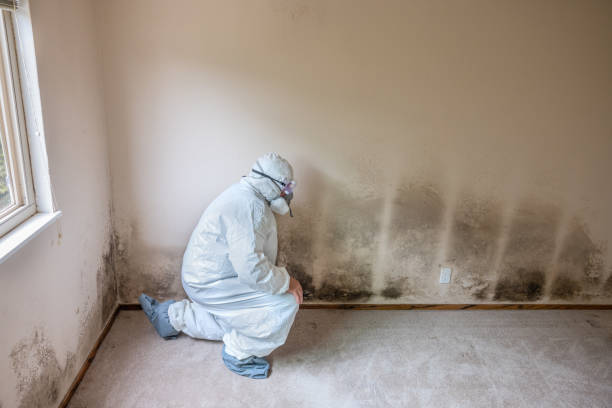 Best Commercial Mold Inspection  in Pike Creek Valley, DE